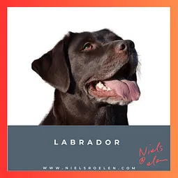 Labrador blog Niels Roelen